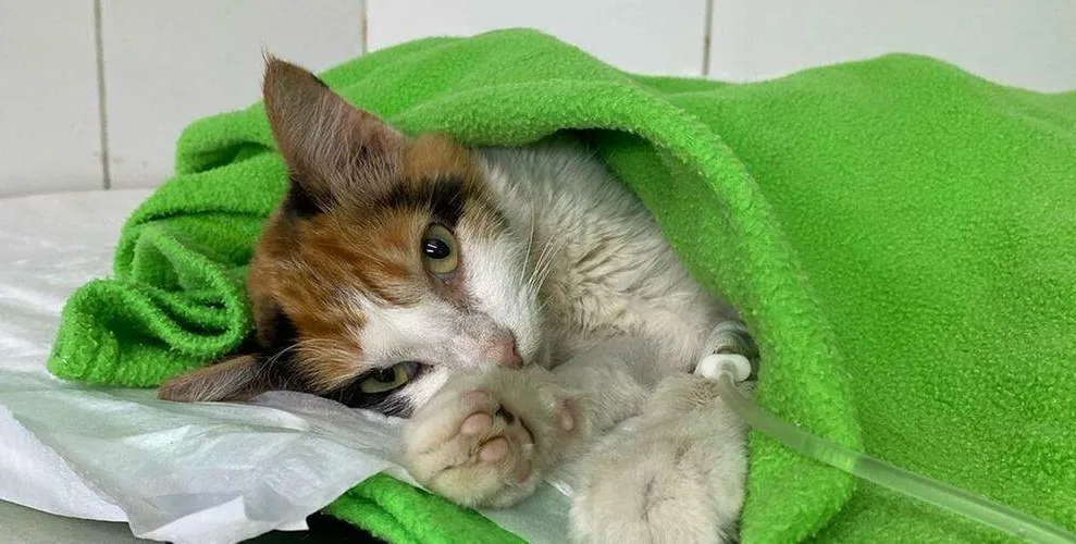  A gatinha foi resgatada na última semana com duas patas quebradas e próxima de uma necrose. 