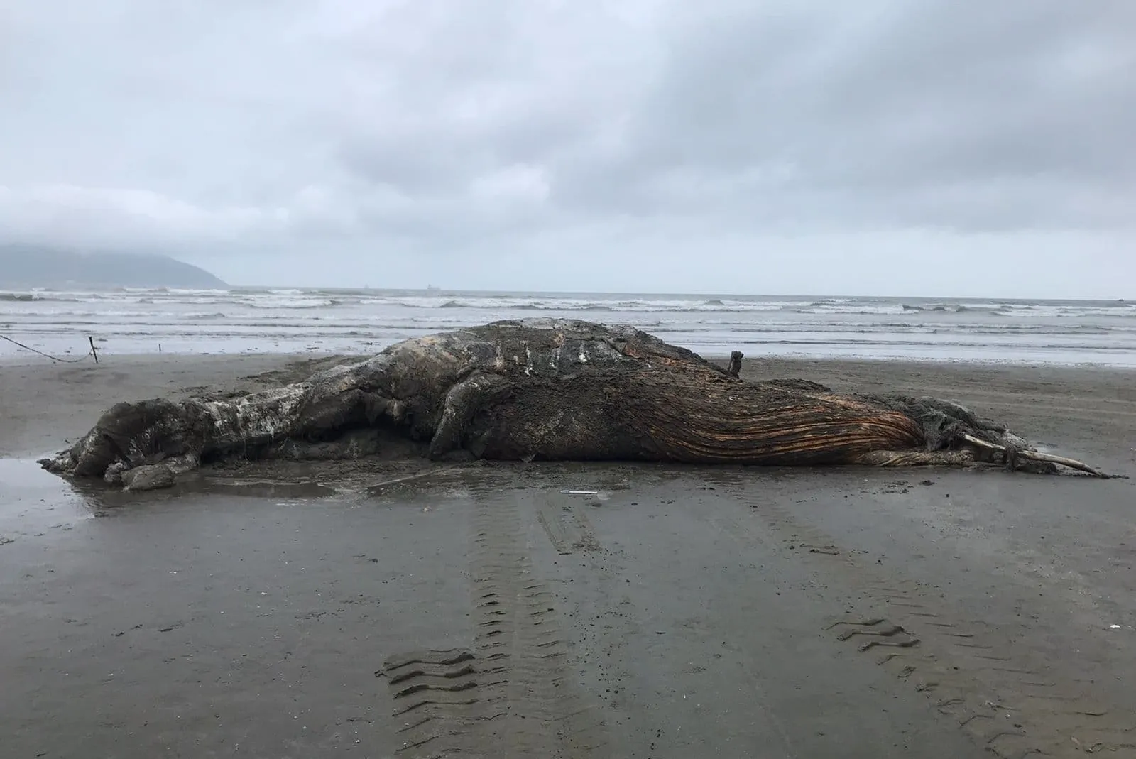 A carcaça de uma baleia foi encontrada pela equipe do Instituto Gremar em São Vicente por volta das 5h.