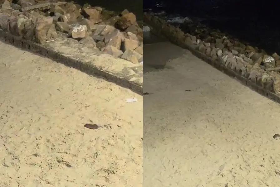 Ratos foram encontrados na Praia dos Milionários, em São Vicente