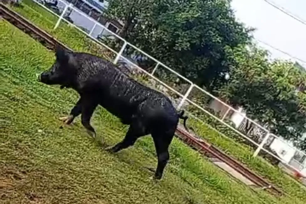Vídeo mostra o animal caminhando