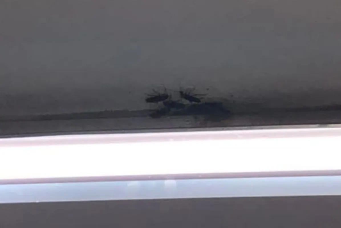 As baratas se espalham tanto pelo chão quanto pelo teto na unidade de ensino de São Vicente