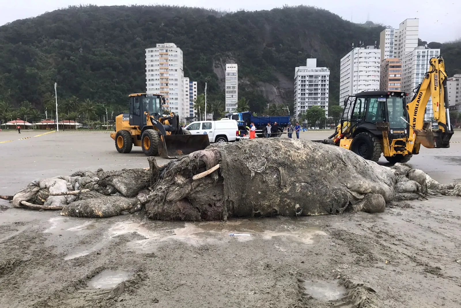 A carcaça foi removida pela limpeza pública da Prefeitura de São Vicente