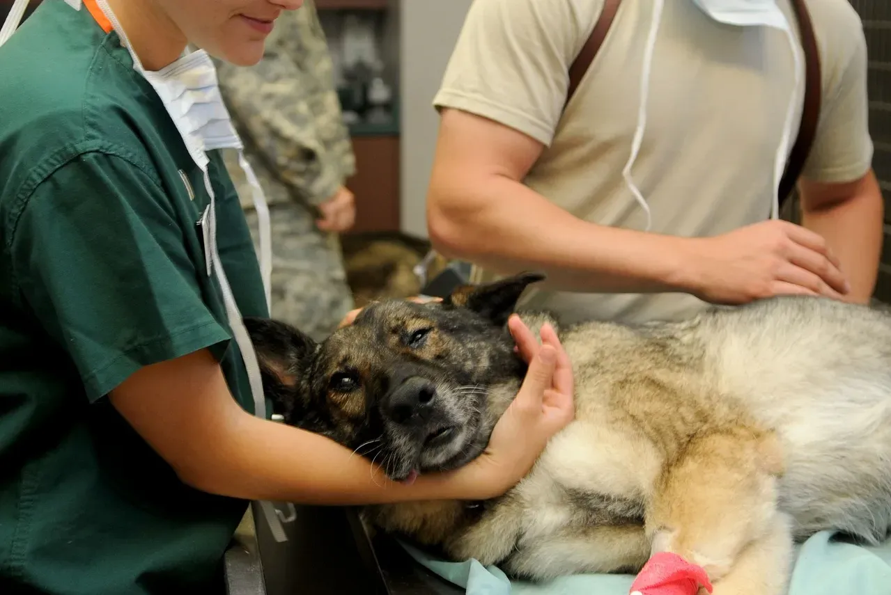 O programa Veterinários nos Bairros, para facilitar o acesso a atendimento médico veterinário