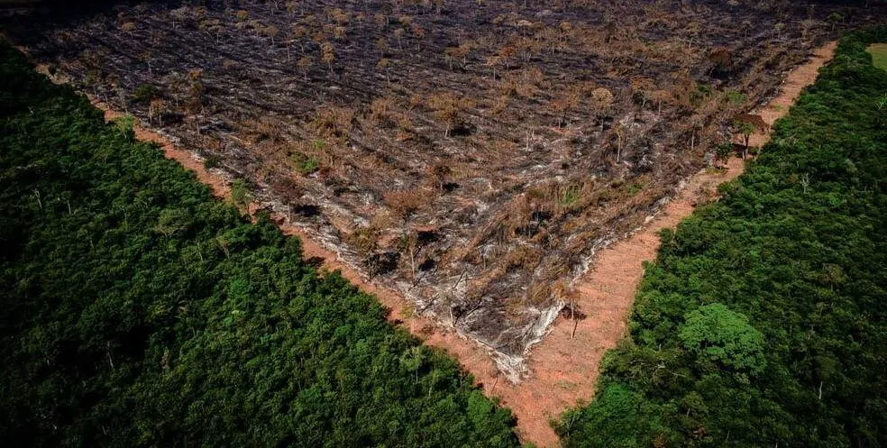   Em uma carta as empresas informaram que podem boicotar produtos do Brasil por causa de um projeto de lei de regularização fundiária que resultaria em maior desmatamento da floresta amazônica  