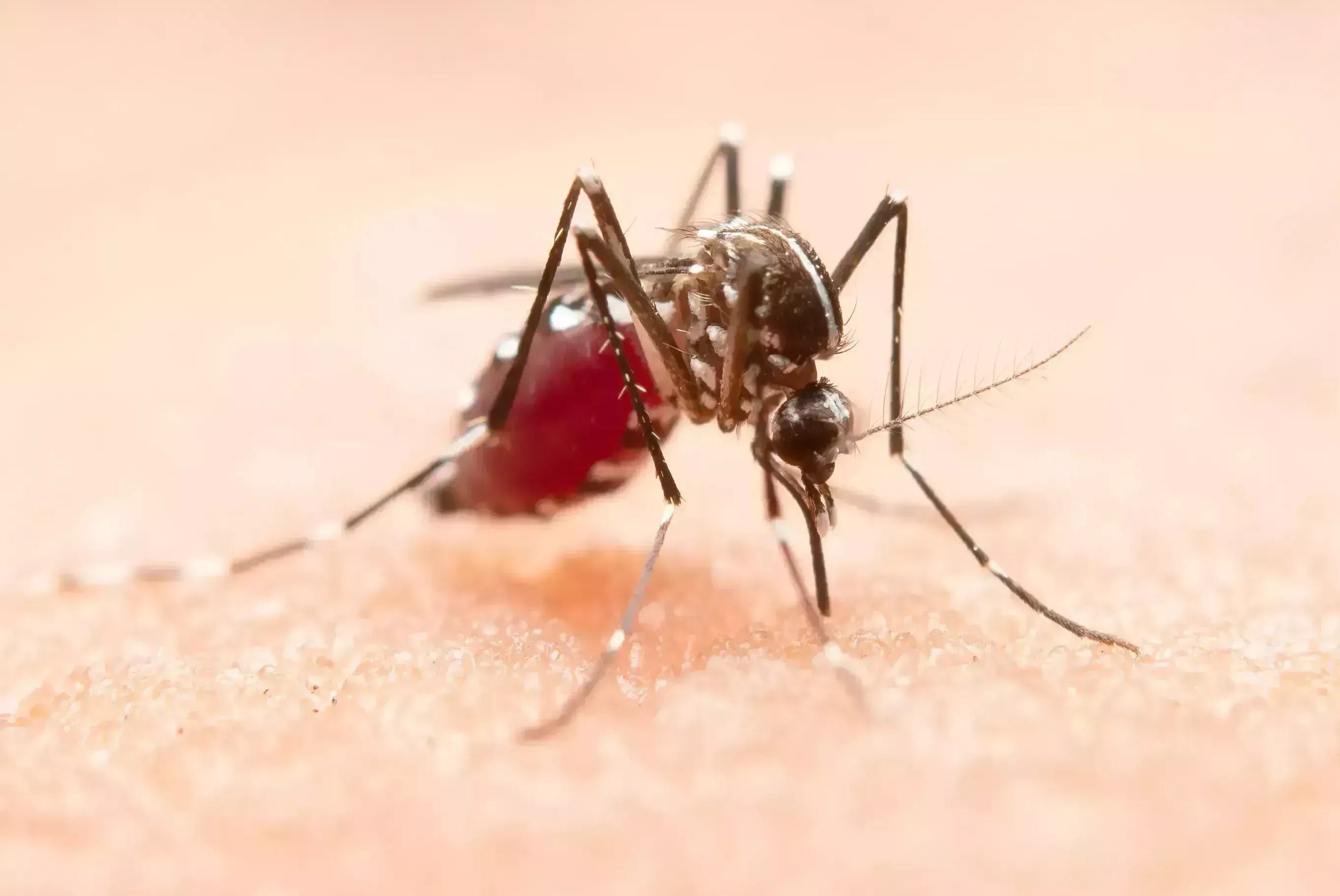 Dados da pasta indicam ainda 1.792 óbitos confirmados por dengue em 2024, além de 2.216 mortes em investigação