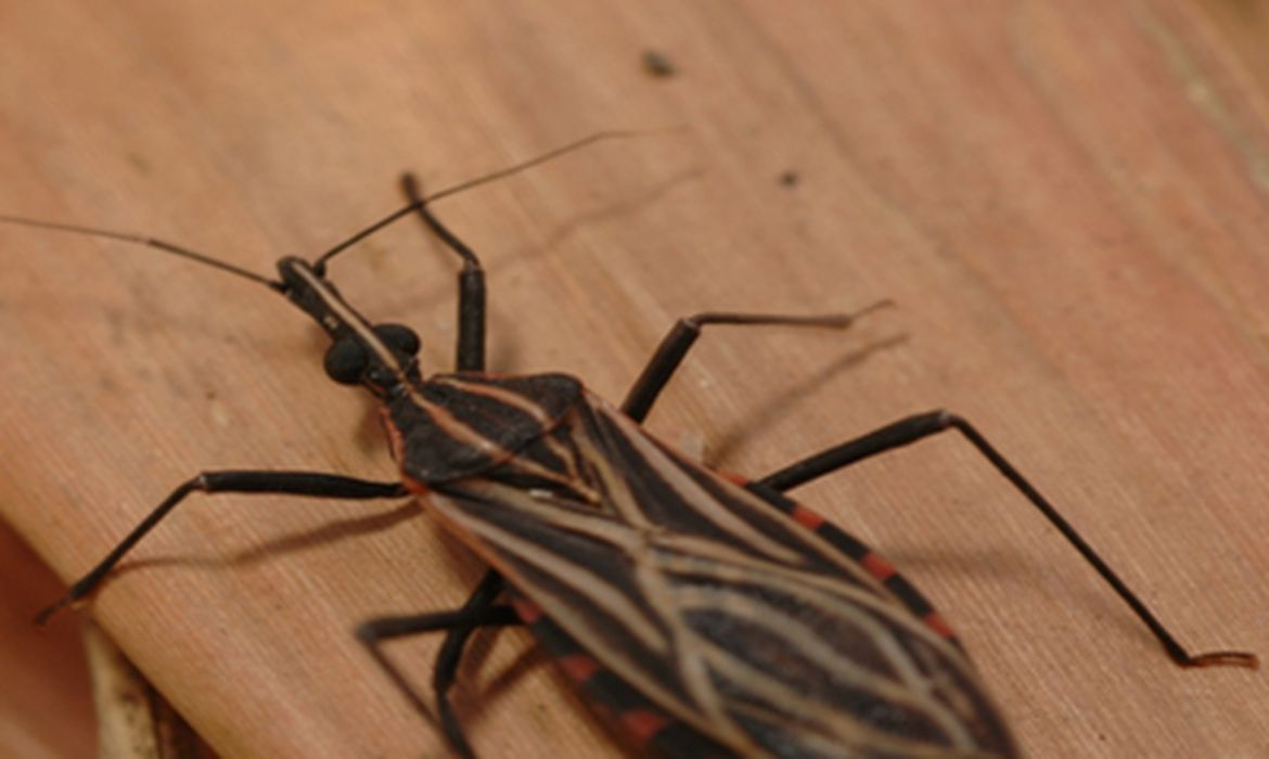 Fiocruz: acordo vai combater transmissão congênita da doença de Chagas