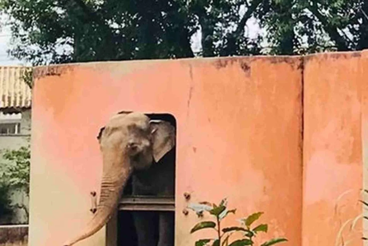 Sandro, o elefante que há 40 anos vive no zoológico de Sorocaba, pode ir para um santuário