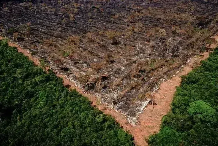 Ibama quer reduzir desmatamento pela metade no primeiro ano do governo Lula