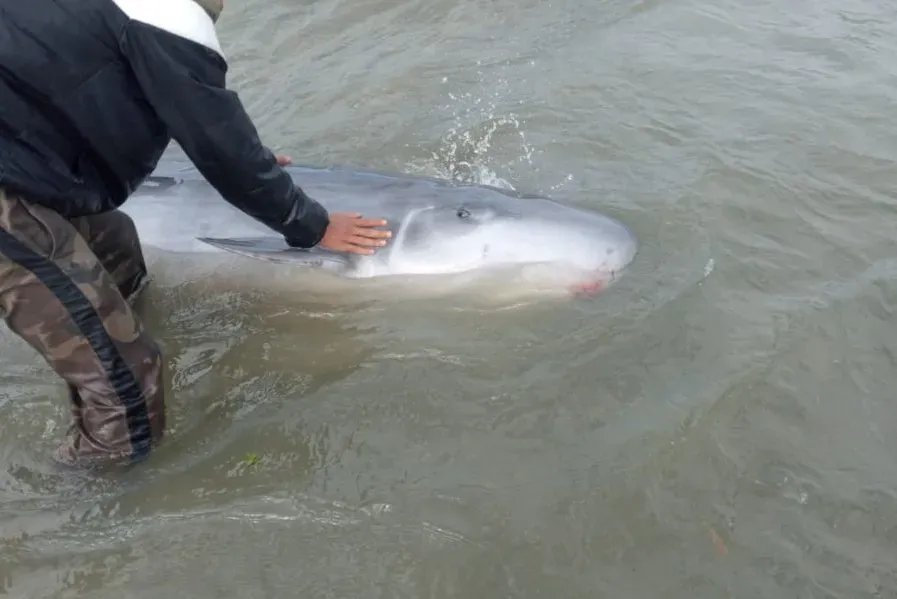 Um golfinho da espécie cachalote-pigmeu (Kogia breviceps) encalhou na Praia do José Menino, em Santos, na manhã deste domingo (2)