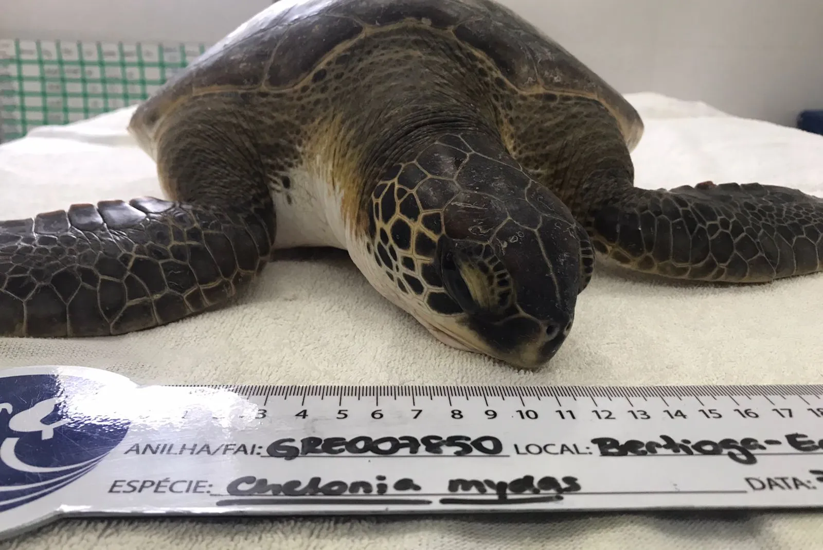 Tartaruga-verde é resgatada com ferimentos em praia de Bertioga