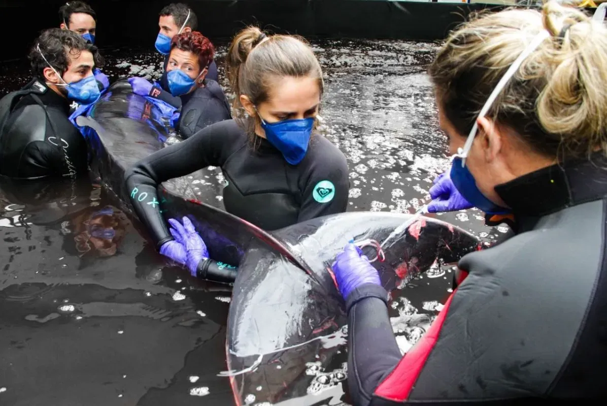 O golfinho tem uma lesão na região da cauda e marcas que sugerem interação com rede de pesca