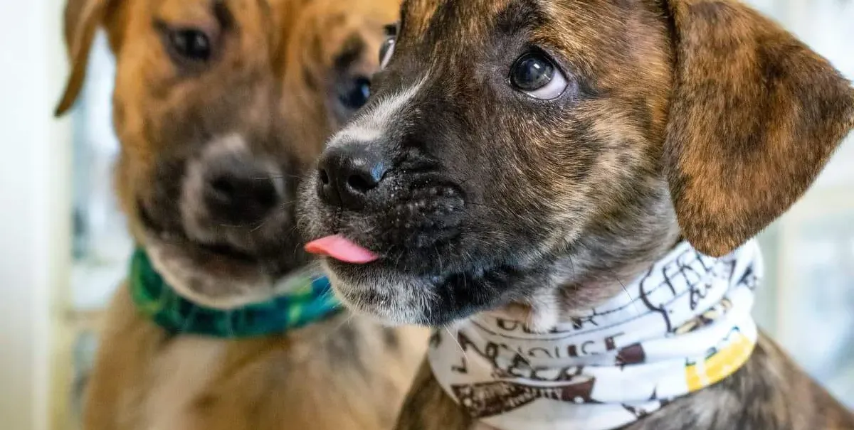 Bolsonaro sanciona lei que proíbe eutanásia de cães e gatos de rua 