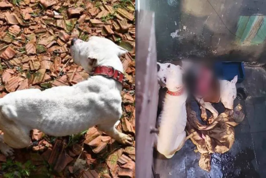 Um dos cães foi encontrado morto e com os órgãos a vista, enquanto o outro estava desnutrido
