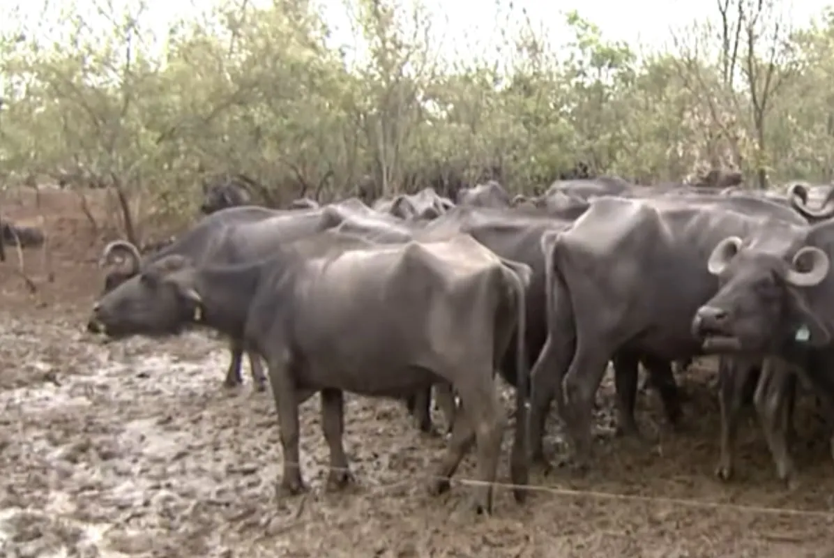 Fazendeiro preso no litoral de SP é acusado de maus-tratos a mais de mil búfalas