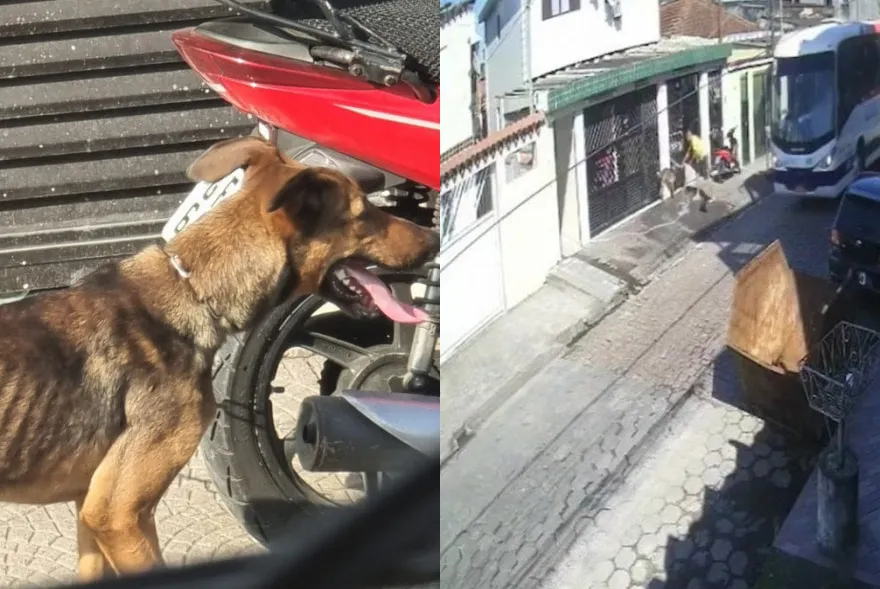 Veterinário que acompanhou trabalhos da Polícia Civil atestou o maus-tratos contra o cão