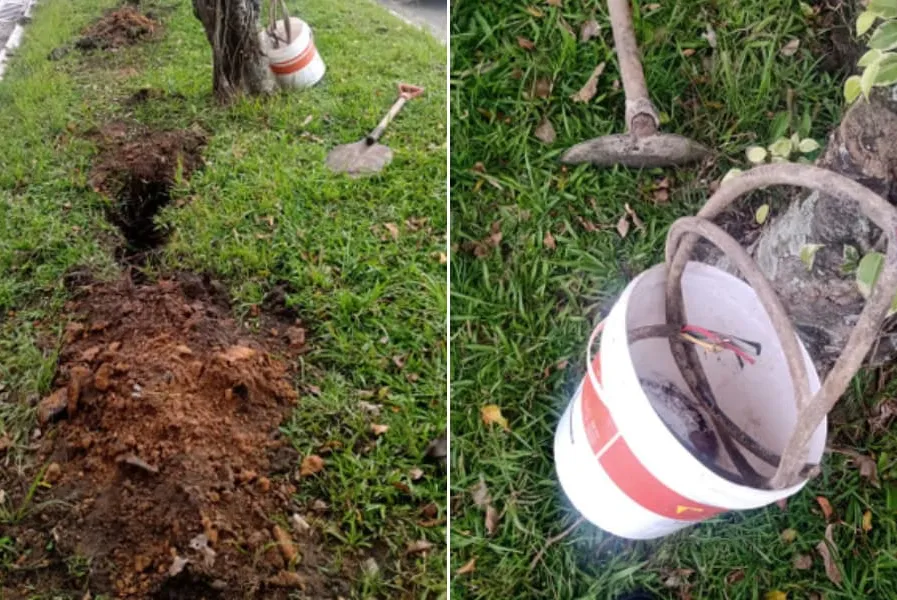 Suspeitos disseram que plantavam cocos, mas estavam furtando fiação