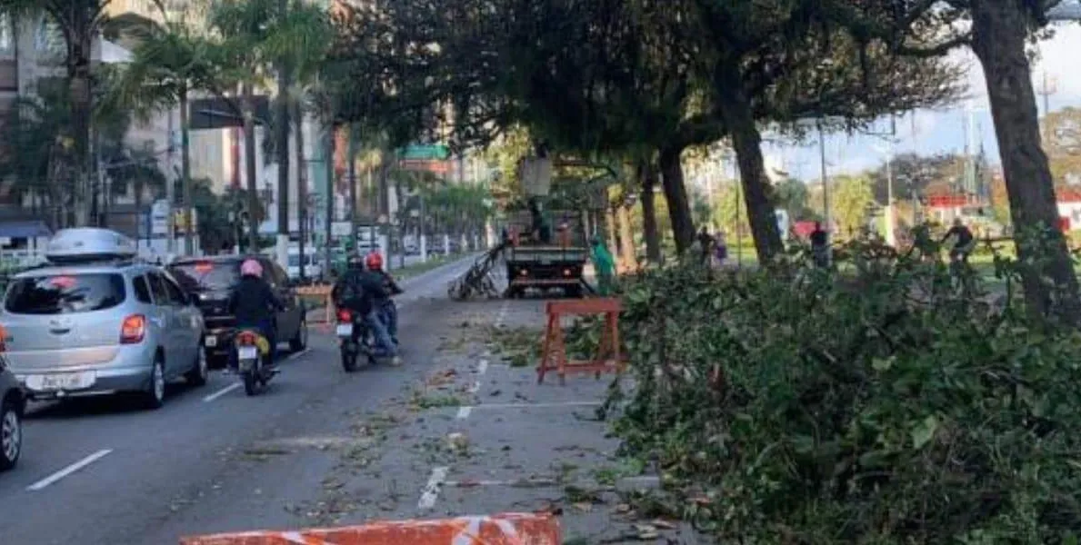  Equipes da prefeitura fazem poda de árvores no jardim da orla de Santos 
