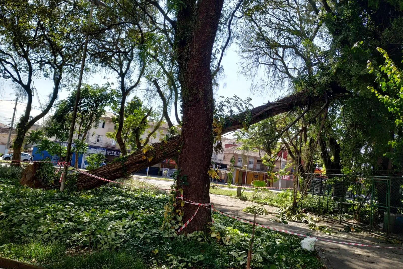 Árvore caiu na praça da Aparecida durante as rajadas de vento
