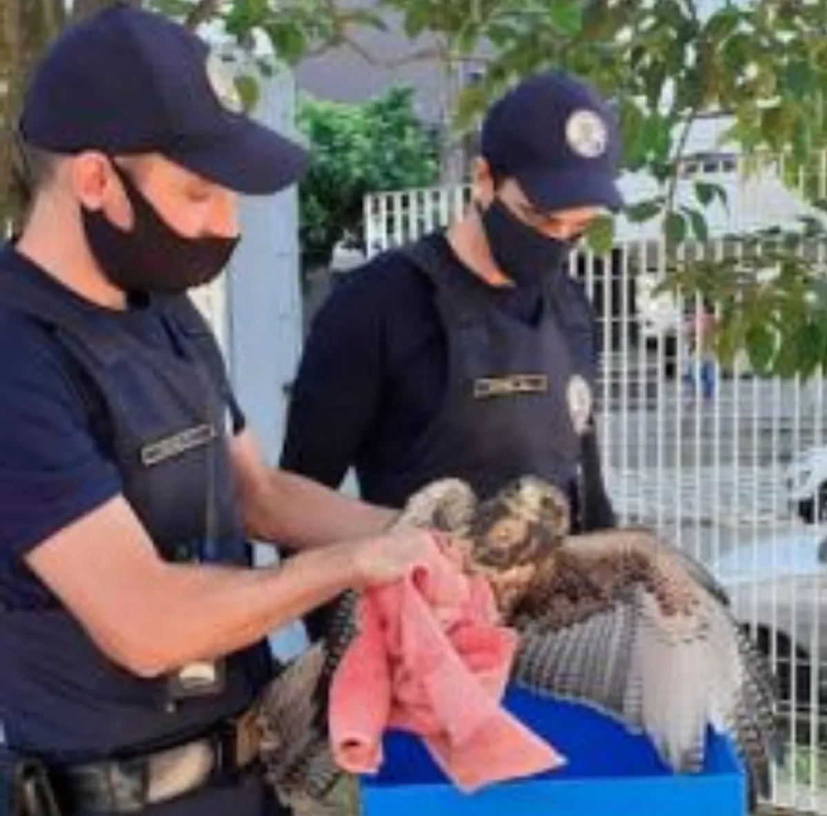 Aves foram resgatadas nesta semana pela GCM em Santos