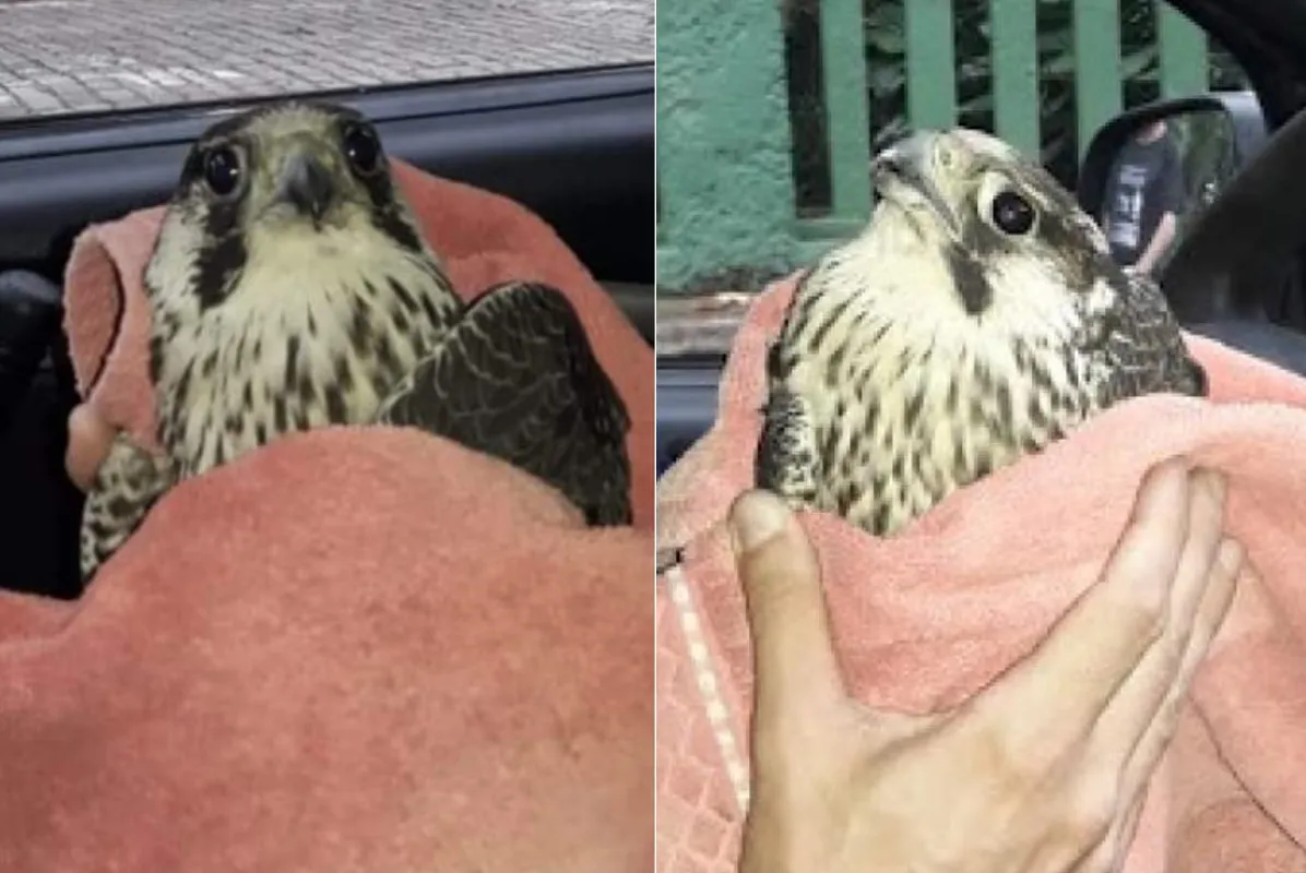 Duas aves foram resgatadas pela GCM no Campo Grande e no Embaré, em Santos