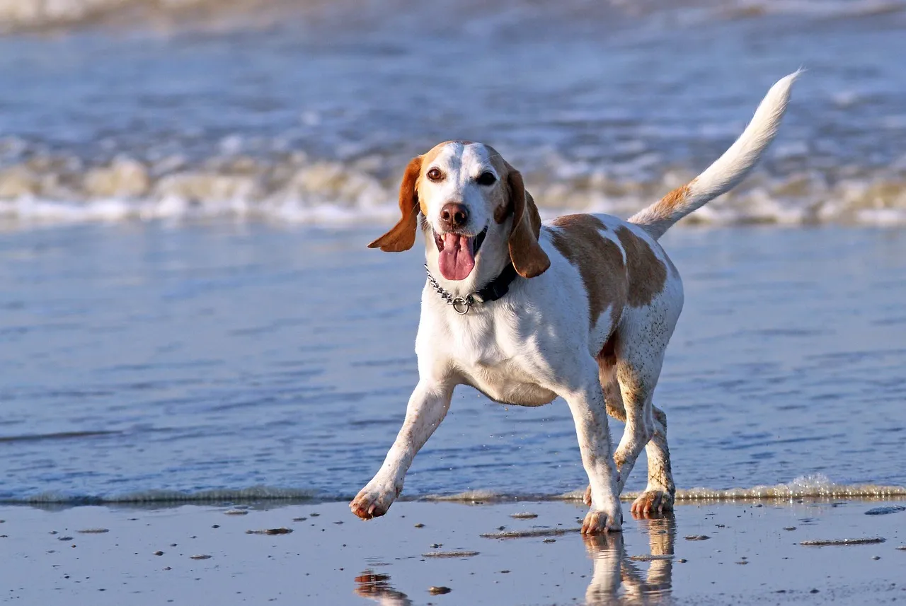 Donos devem conhecer e respeitar as regras para levarem seus cachorros à praia