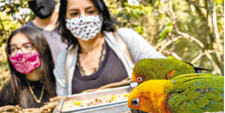   Turistas agora podem alimentar os periquitos resgatados pelo parque  