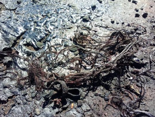 Corbo carbonizado foi encontrado no bairro Melvi em Praia Grande