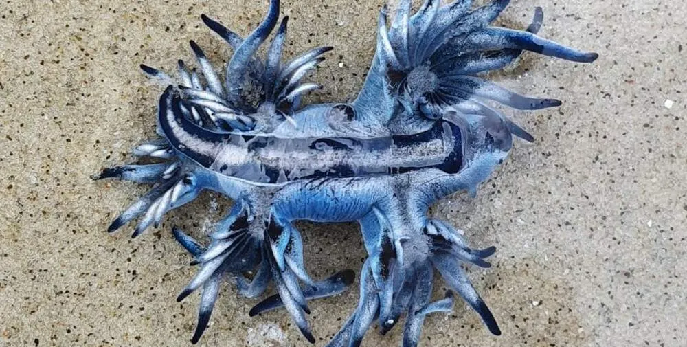  Dragão Azul foi encontrado em Bertioga 