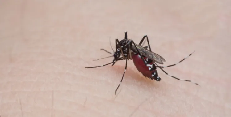 Chikungunya: doença que preocupa população da Baixada Santista 