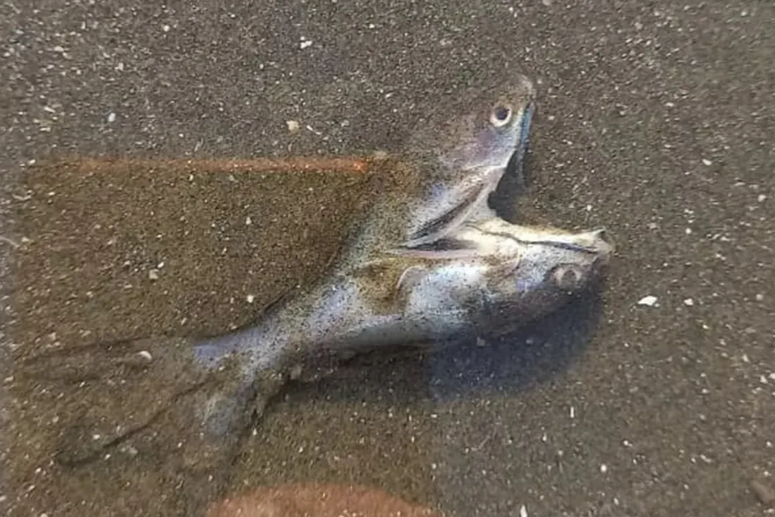 Peixes siameses foram encontrados em São Vicente