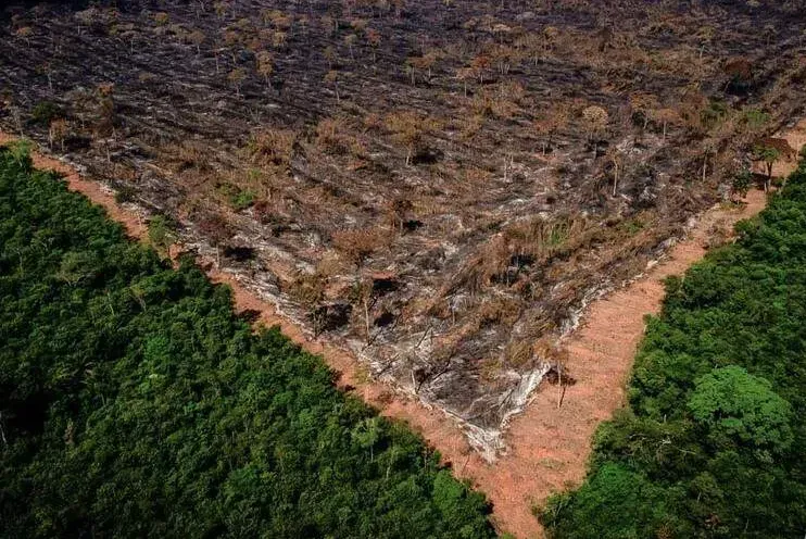O Brasil deve se impor em busca de recursos para países pobres combaterem o desmatamento