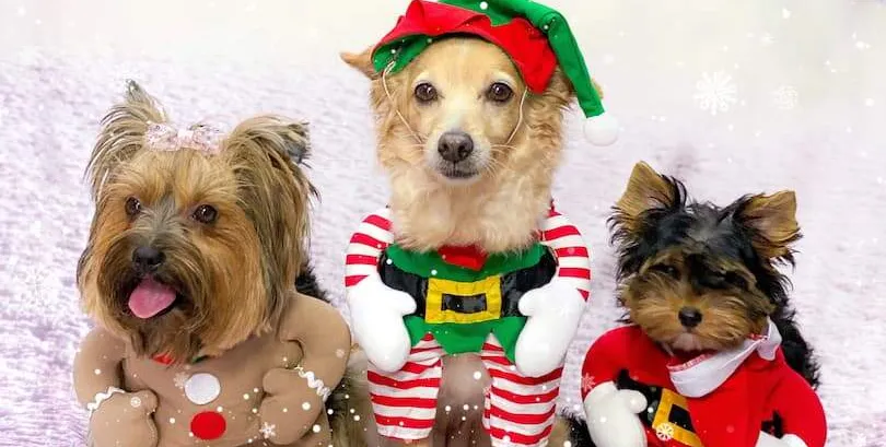  Melannie, Pandora e Benjamin são os top models da Maloqueiras Dog Store 