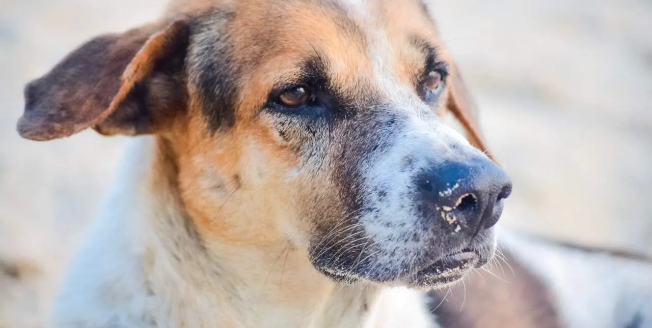   Dirofilariose canina é uma doença silenciosa e pode ser fatal  