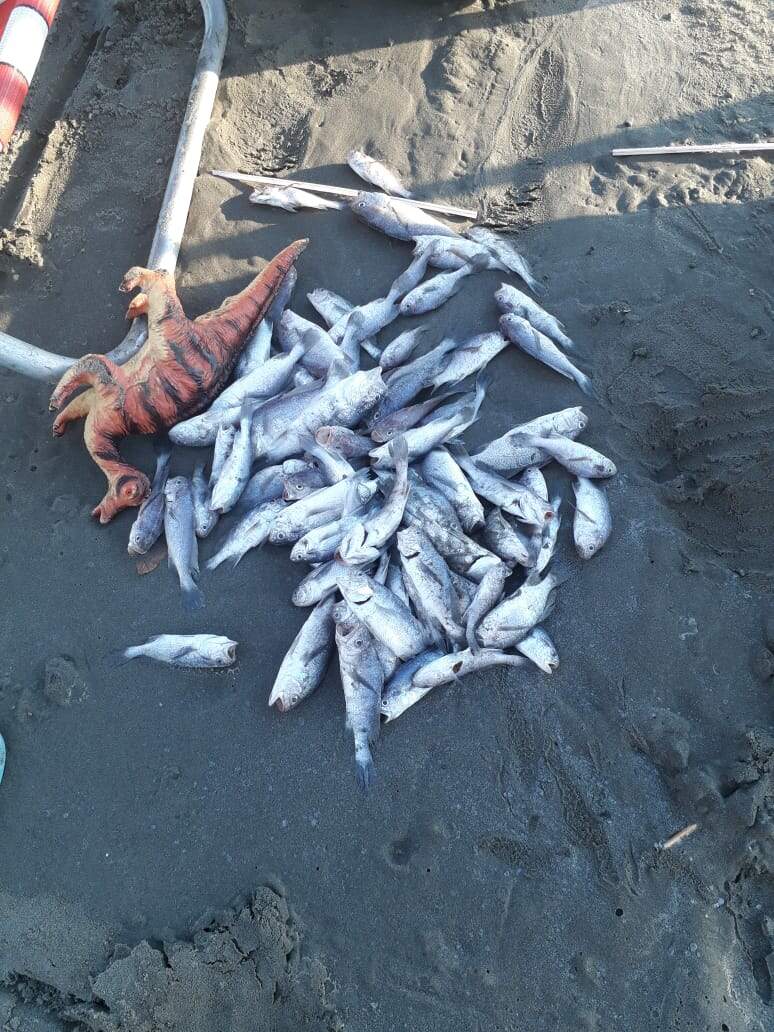 Peixes foram encontrados mortos em cidades da Baixada Santista