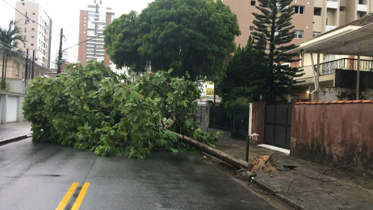 Árvore caída na Rua Dr. Vítor de Lamare, no Boqueirão, em Santos