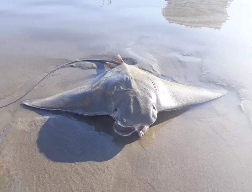 Raia ameaça de extinção já foi encontrada na orla de Praia Grande