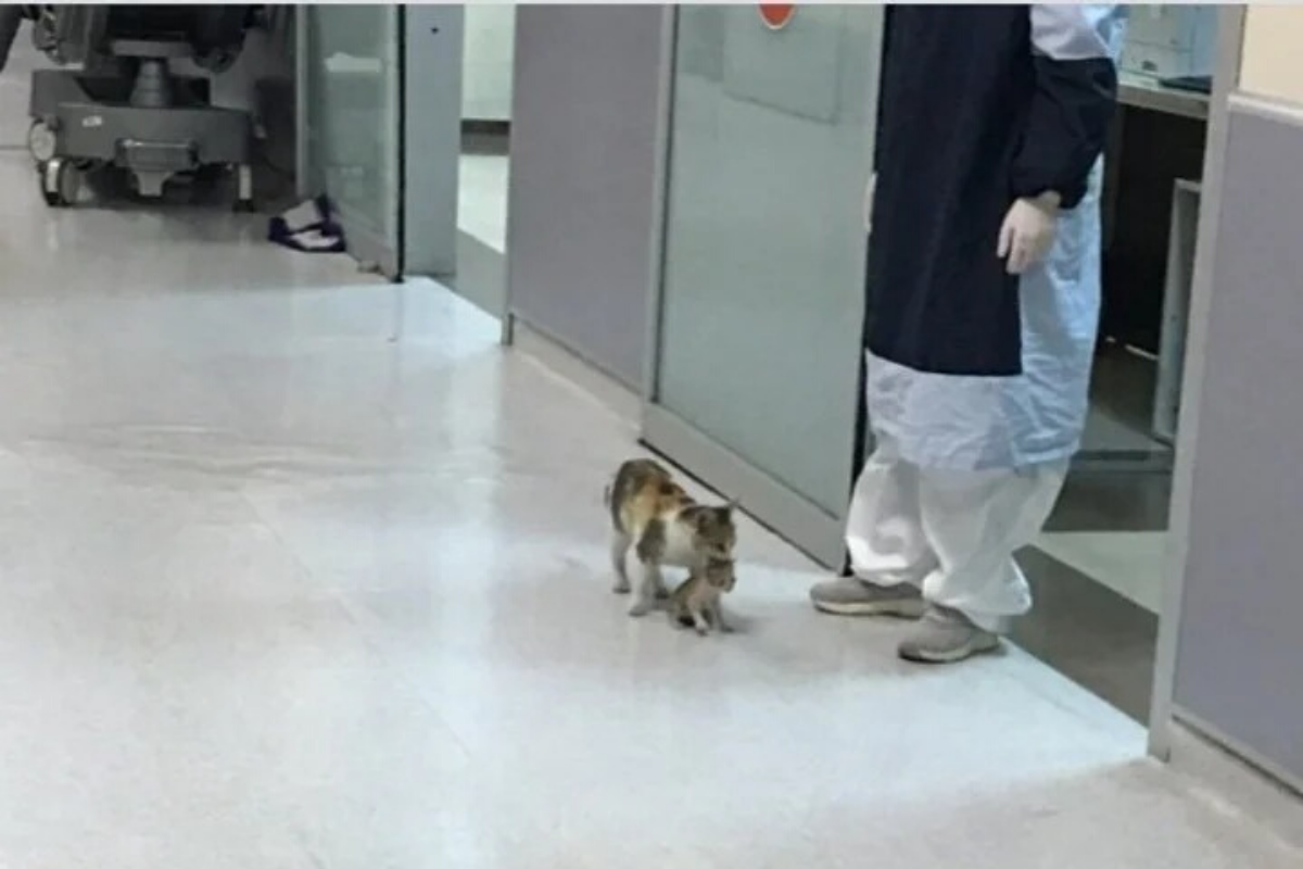 A gatinha carregando sua cria comoveu médicos do local