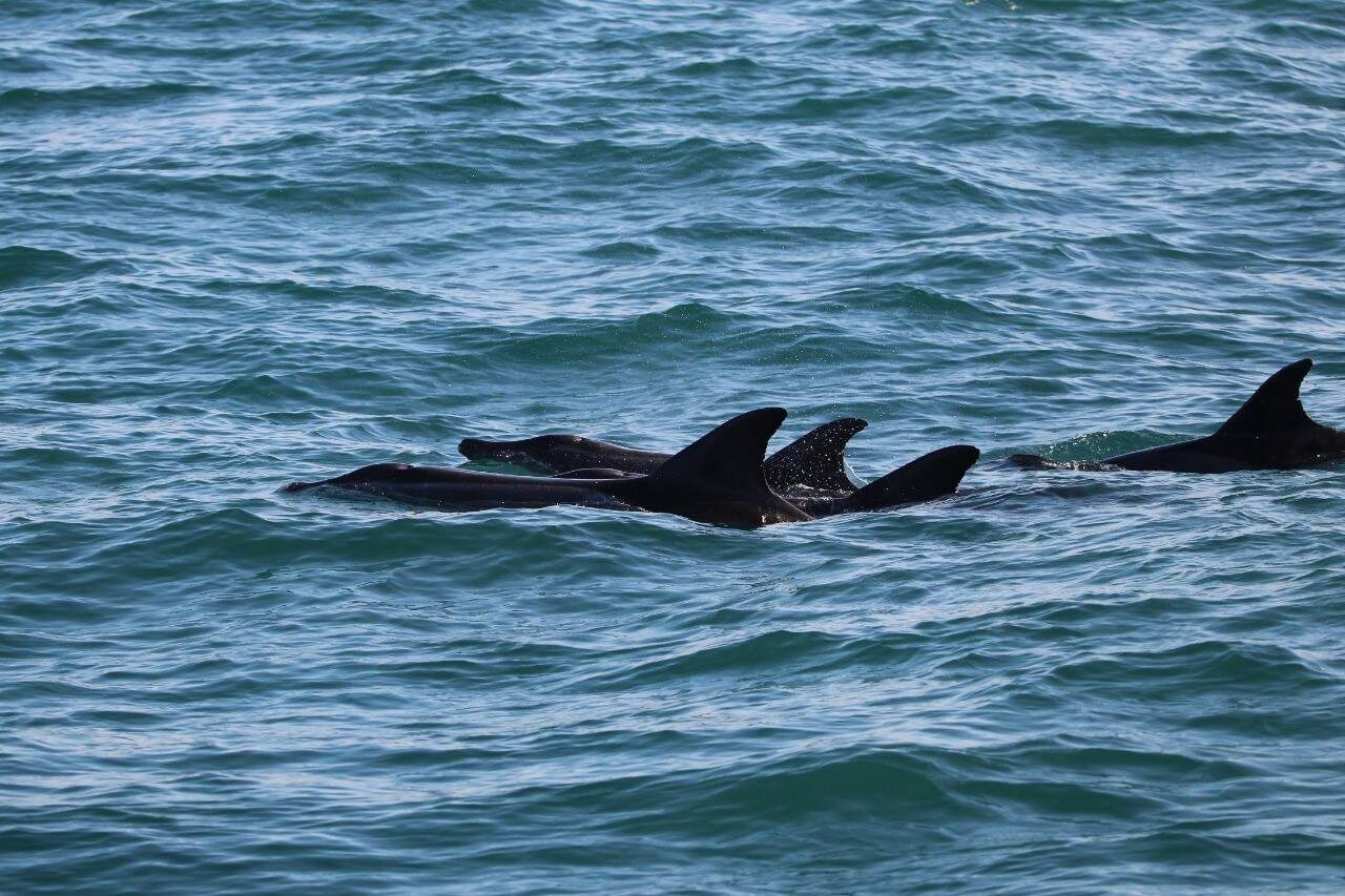 Golfinhos também foram avistados em Ilhabela
