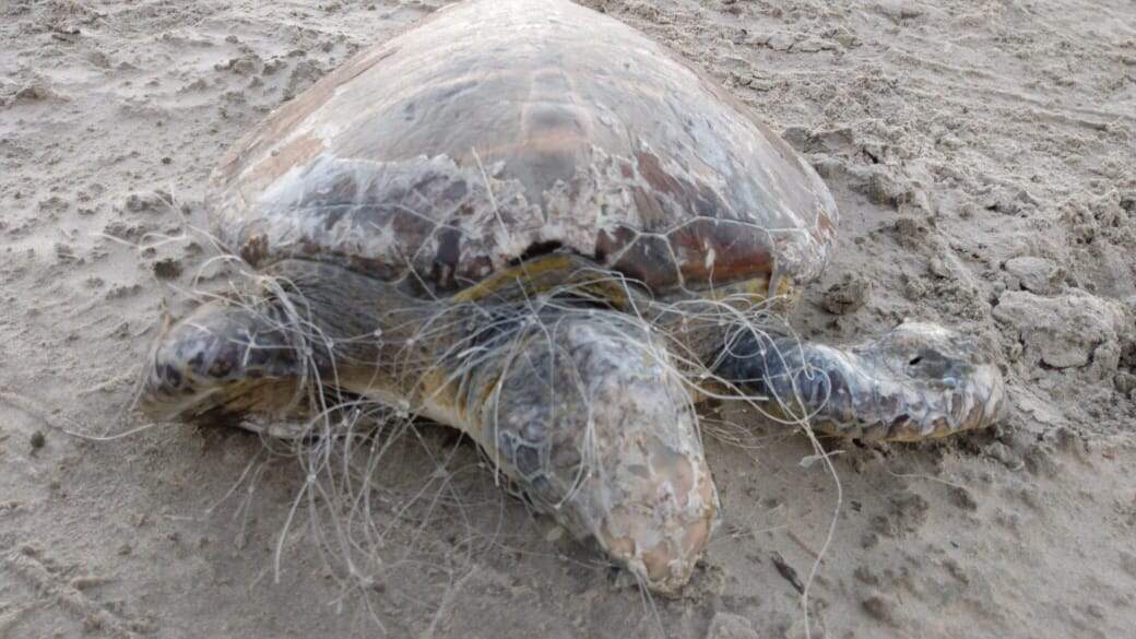 Tartaruga foi encontrada sem vida na praia do Itararé
