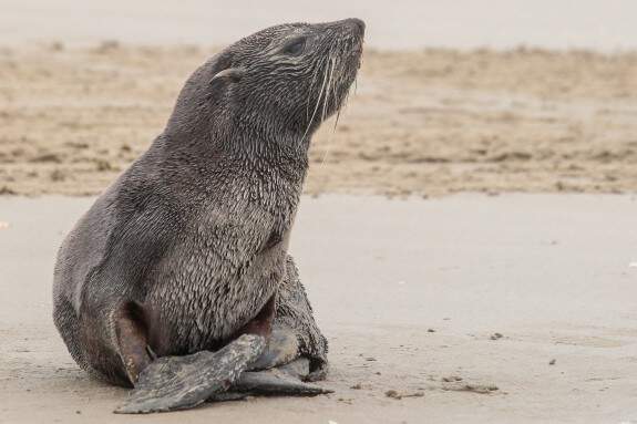 Lobo-marinho visto em Praia Grande foi resgatado e encaminhado para tratamento
