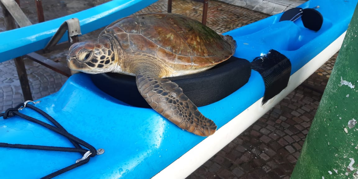 Tartaruga verde foi resgatada por canoístas em Bertioga