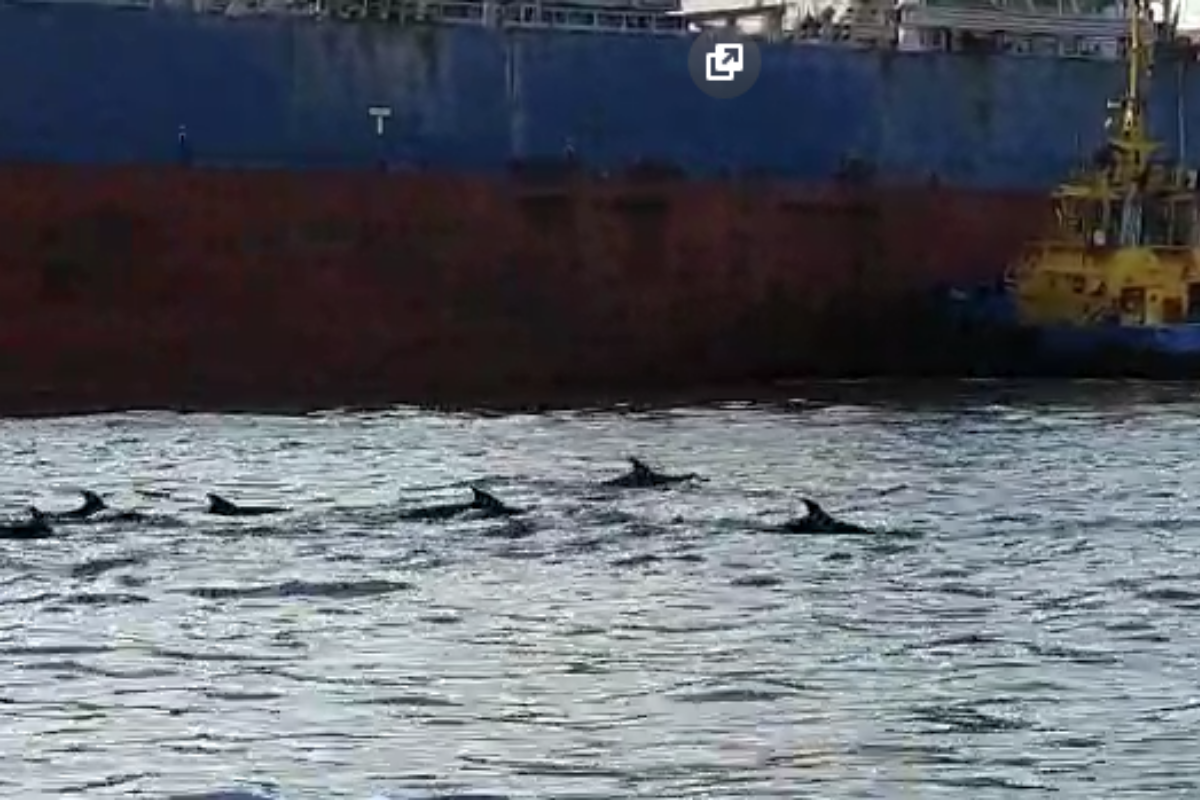 Grupo de golfinhos foi visto na região do Porto de Santos