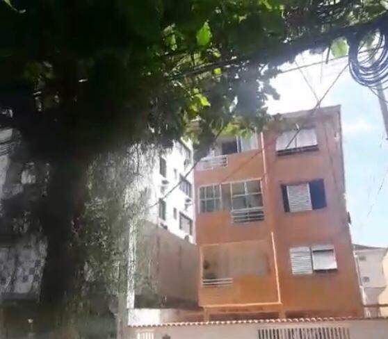 Árvore fica na Rua Evaristo da Veiga, no bairro Campo Grande, em Santos