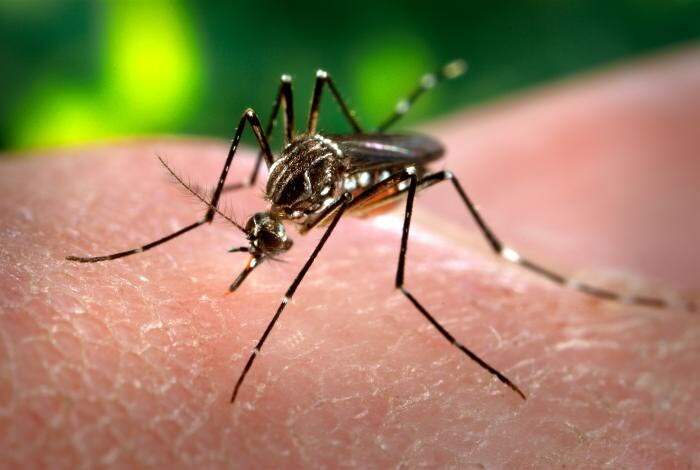 Campanha de combate ao mosquito acontece em vários pontos de Santos ao longo desta semana