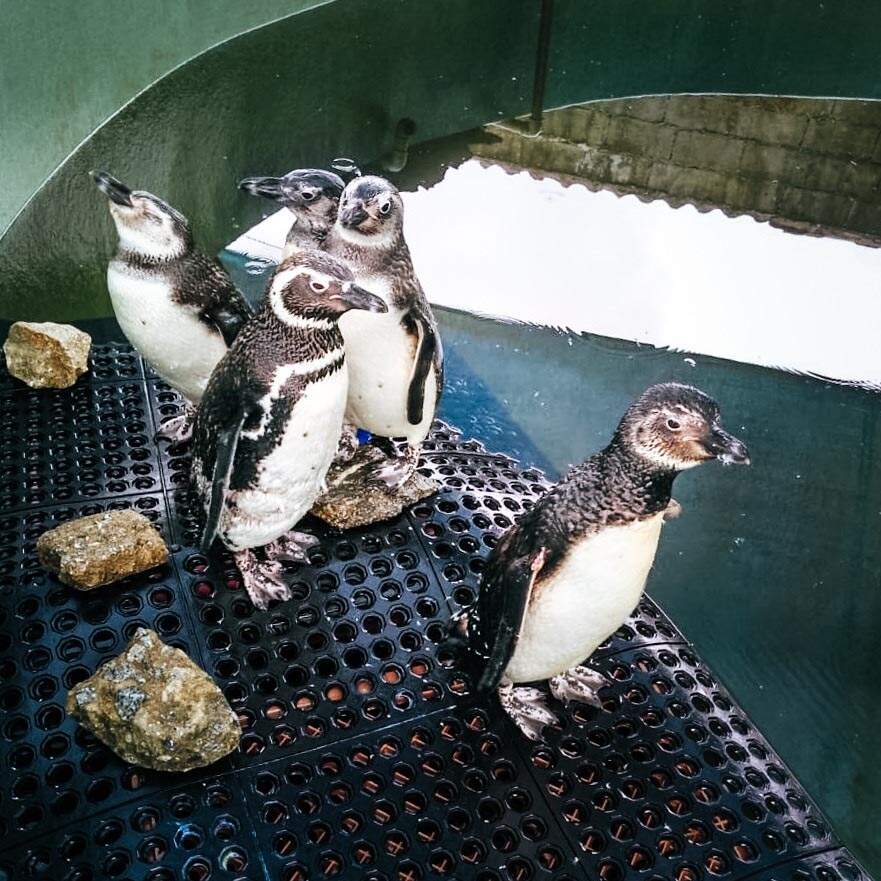 Cinco pinguins foram encontrados com sinais de desnutrição 