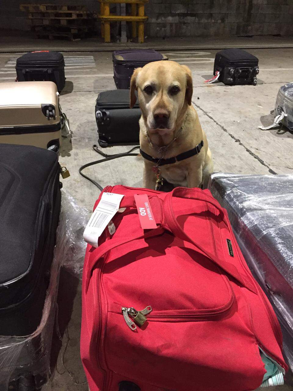 Bart, cão farejador da Receita Federal, encontrou 8 quilos de cocaína no aeroporto de Guarulhos