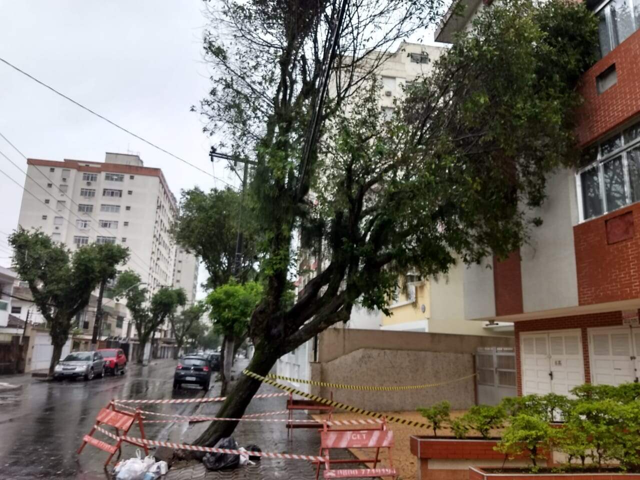 Árvore tombou no domingo (18) após não surportar rajadas 