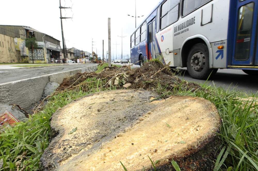 Estão sendo removidas 79 palmeiras na entrada da Cidade, e 790 árvores deverão ser plantadas