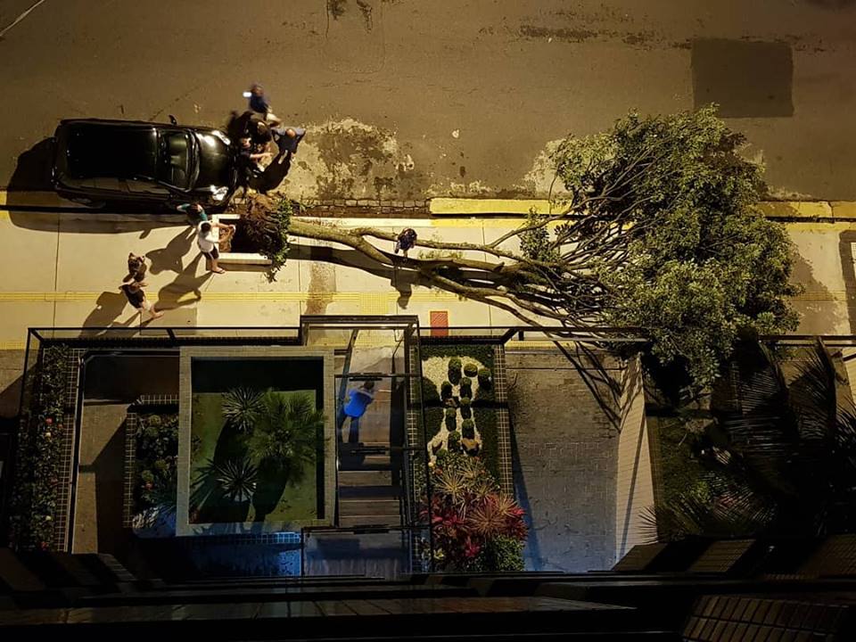 Uma árvore caiu na Rua Bahia, no Gonzaga, em Santos 
