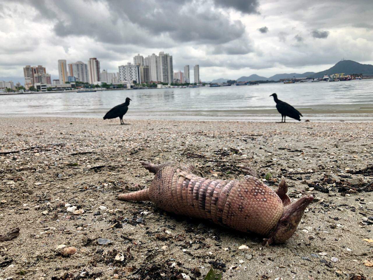 Cercado por urubus, tatu-galinha foi encontrado na praia de Santa Cruz dos Navegantes, em Guarujá